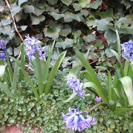 L'ermontoise * Ermont