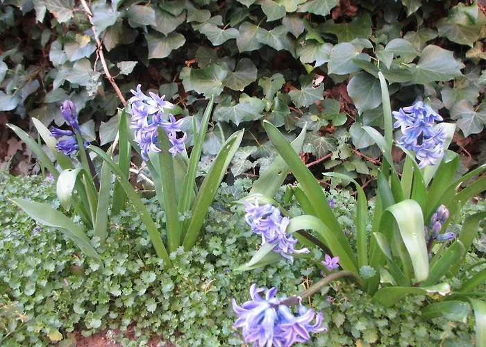 L'ermontoise * Ermont